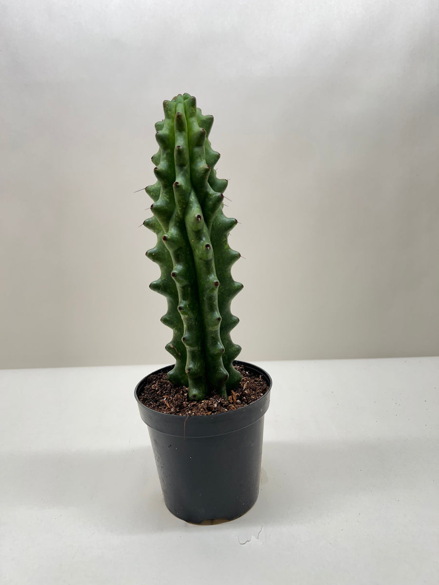 Succulent Cactus Ghost White Boobie – Mickey Hargitay Plants