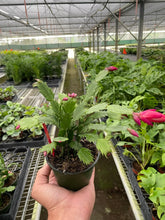 Load image into Gallery viewer, Zygocactus 'Christmas Cactus'