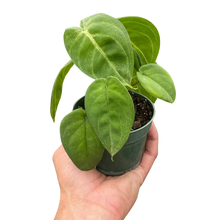 Load image into Gallery viewer, Syngonium 'Ice Frost'