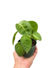 Load image into Gallery viewer, Syngonium 'Ice Frost'