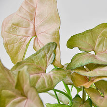Load image into Gallery viewer, Syngonium Strawberry