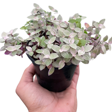 Load image into Gallery viewer, Tradescantia Callisia 'Pink Panther'