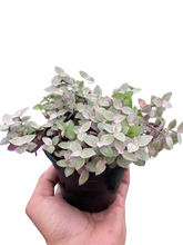 Load image into Gallery viewer, Tradescantia Callisia 'Pink Panther'