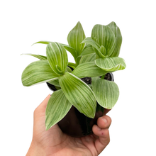 Load image into Gallery viewer, Tradescantia 'Sanna'