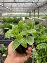 Load image into Gallery viewer, Tradescantia 'Sanna'