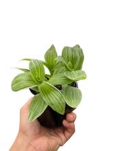 Load image into Gallery viewer, Tradescantia 'Sanna'