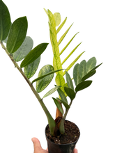 Load image into Gallery viewer, Zamioculcas 'Chameleon'