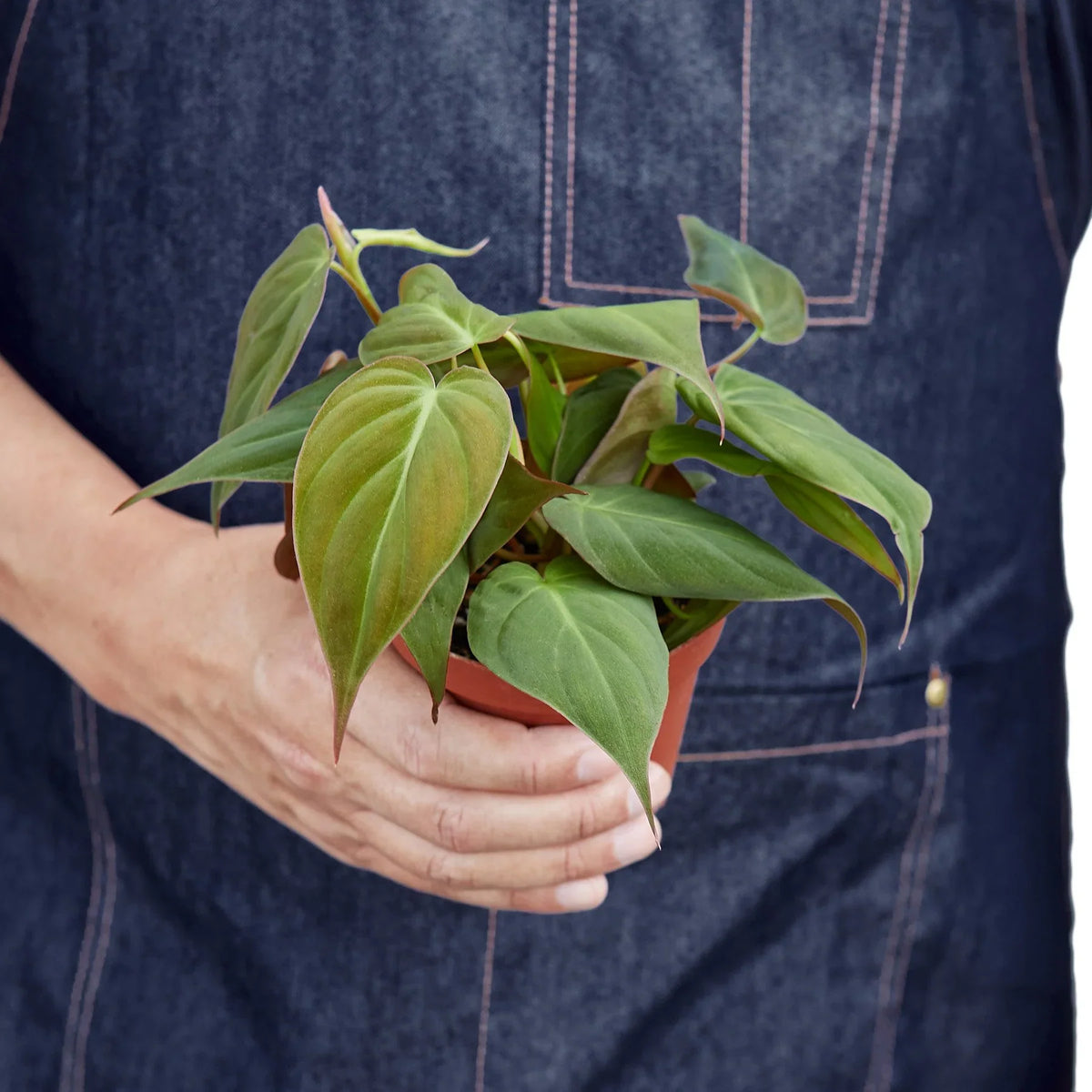 Philodendron 'Velvet' – Mickey Hargitay Plants
