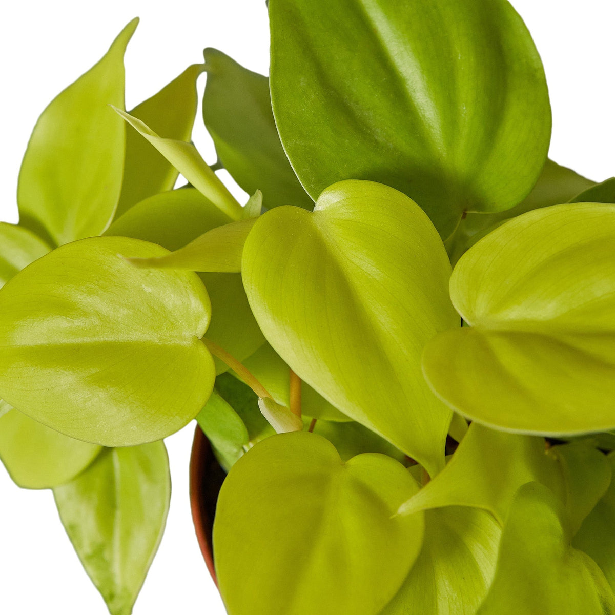 philodendron neon Philodendron 'Neon' – Mickey Hargitay Plants
