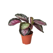Load image into Gallery viewer, Calathea roseopicta 'Silvia'