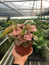 Load image into Gallery viewer, Syngonium Strawberry