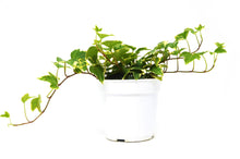 Load image into Gallery viewer, English Ivy 'Eva'