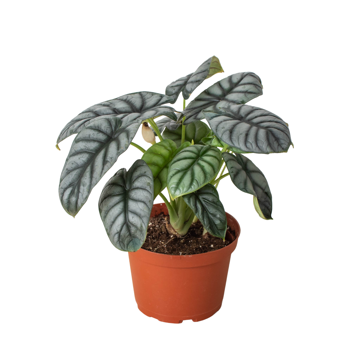 邦楽 Silvernia famnily Ginryu Alocasia Silver Dragon – Mickey Hargitay Plants
