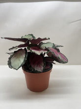 Load image into Gallery viewer, Calathea roseopicta 'Silvia'