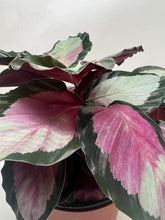 Load image into Gallery viewer, Calathea roseopicta 'Silvia'