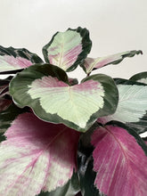 Load image into Gallery viewer, Calathea roseopicta 'Silvia'