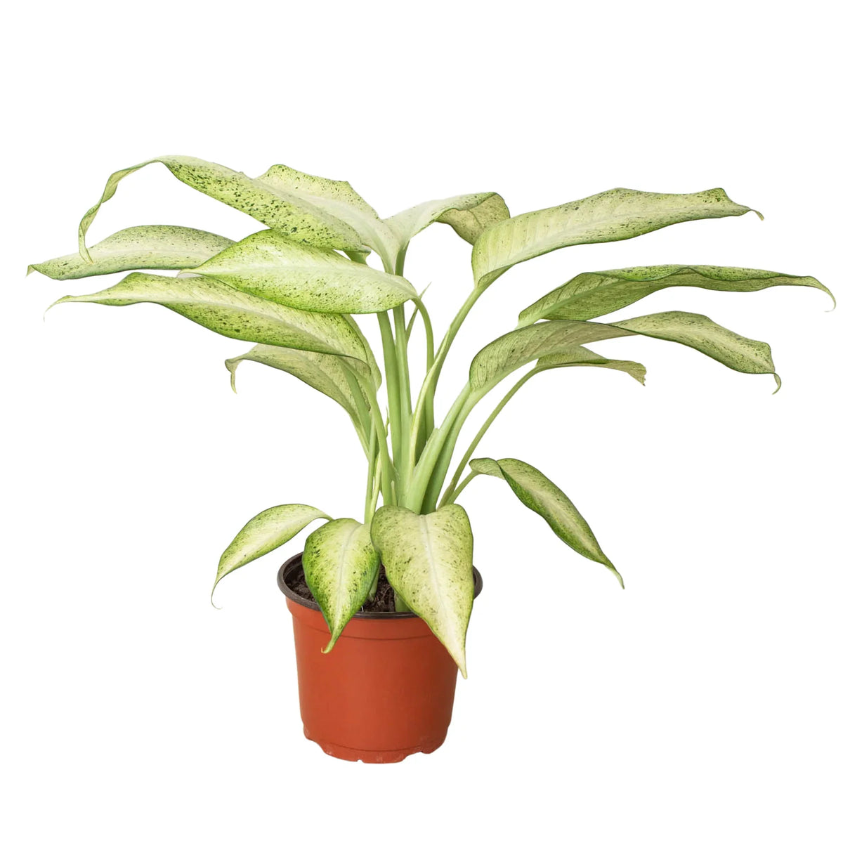 dieffenbachia camo Dieffenbachia 'Camouflage' – Mickey Hargitay Plants