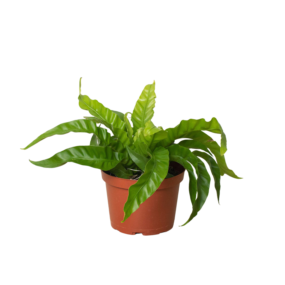 Fern 'Bird's Nest Hurricane' – Mickey Hargitay Plants