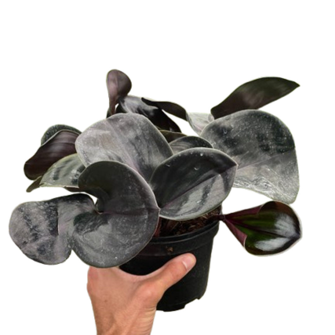 Geogenanthus 'Ciliatus' - Mickey Hargitay Plants