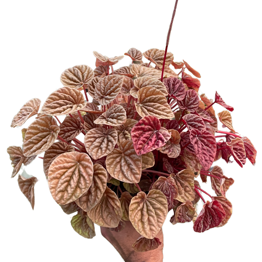 Peperomia Quito Mickey Hargitay Plants peperomia-quito-mickey-hargitay-plants