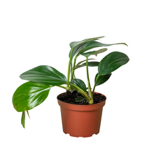 Load image into Gallery viewer, Philodendron 'Dragon Tail'