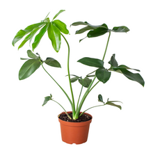 Load image into Gallery viewer, Philodendron 'Goeldii'