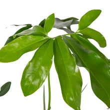 Load image into Gallery viewer, Philodendron 'Goeldii'