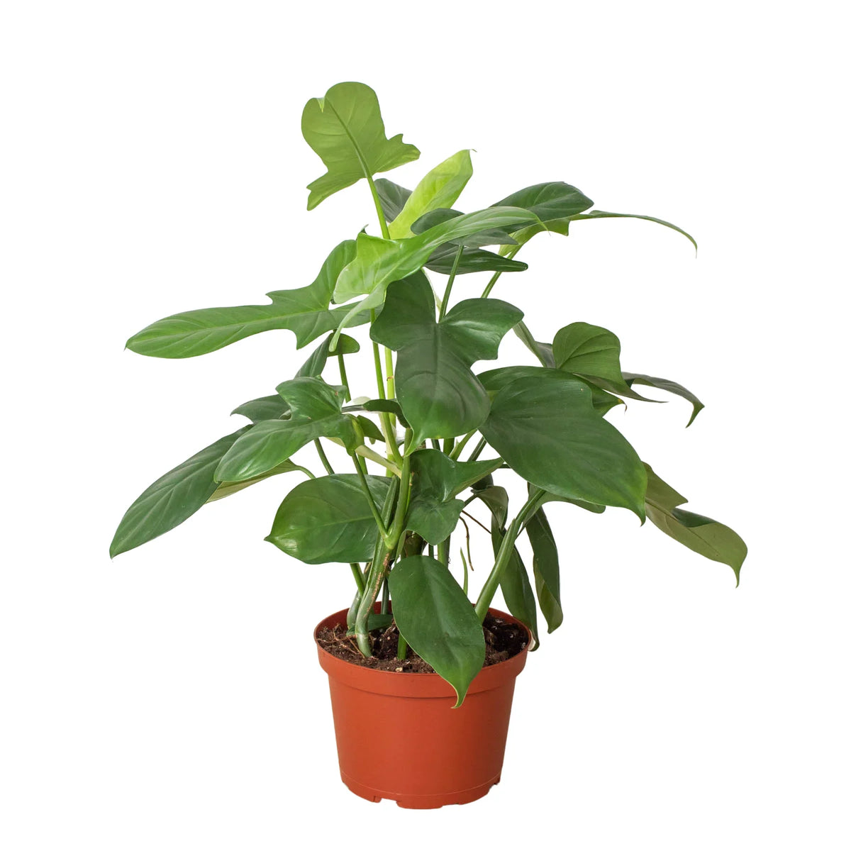philodendron sword Philodendron 'Silver Sword'