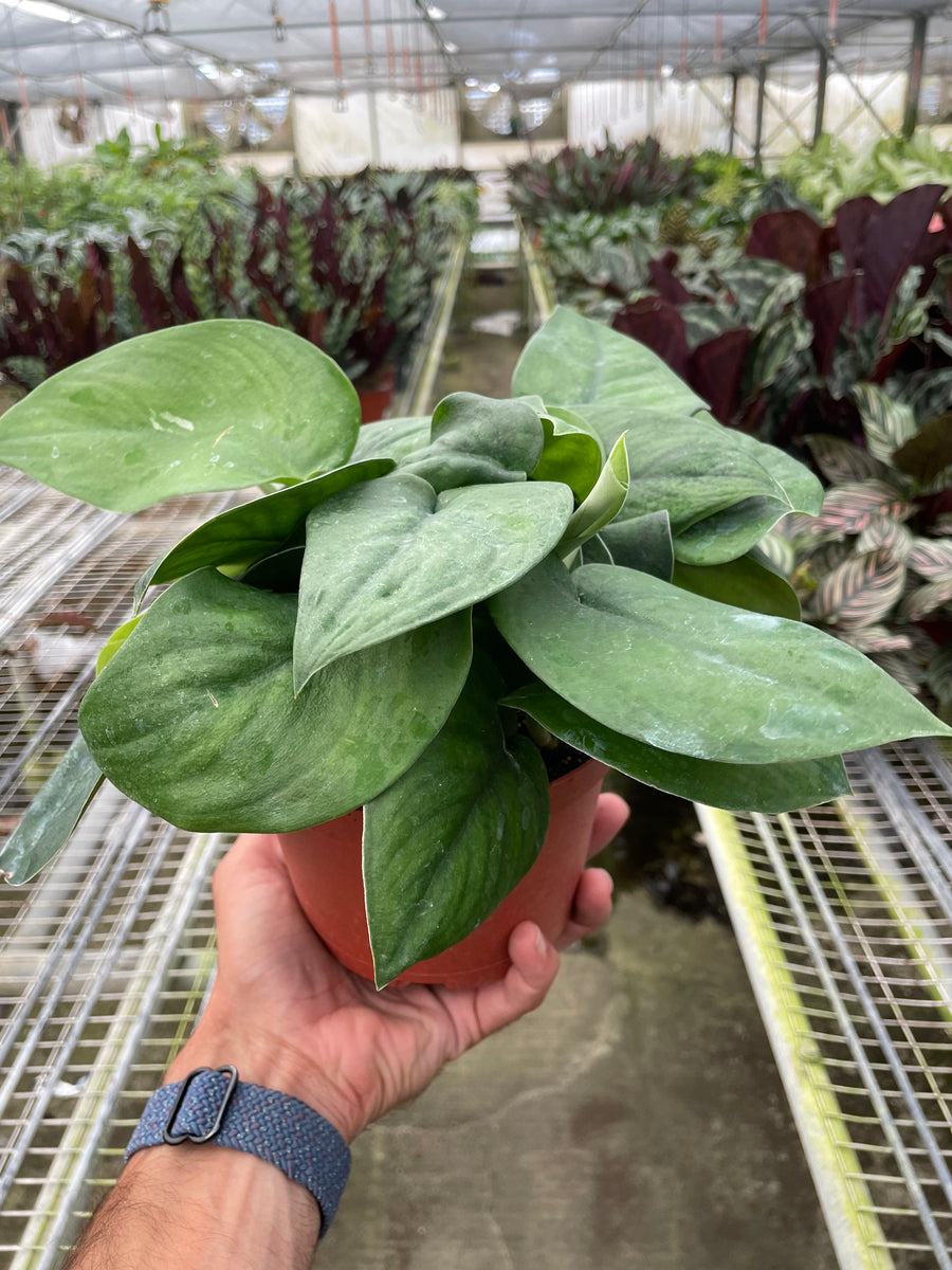 dark green pothos Pothos Jade Satin