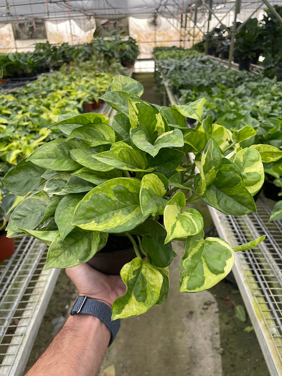 Pothos 'Lemon Meringue'  Mickey Hargitay Plants