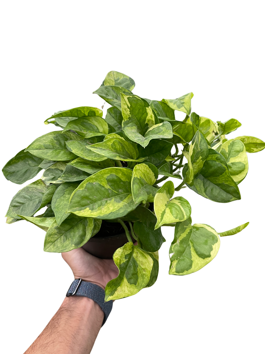 pothos pugnax Pothos 'Lemon Meringue' – Mickey Hargitay Plants