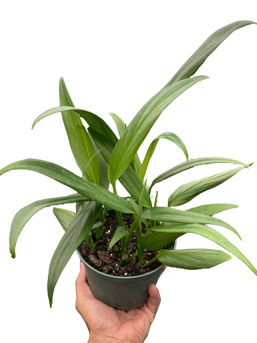 Pothos 'Silver Streak' – Mickey Hargitay Plants