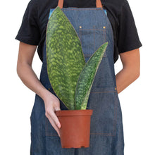 Load image into Gallery viewer, Shark Fin Snake Plant