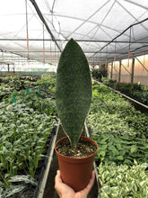 Load image into Gallery viewer, Shark Fin Snake Plant