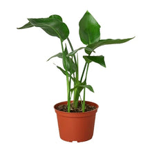 Load image into Gallery viewer, White Bird of Paradise 'Strelitzia Nicolai'