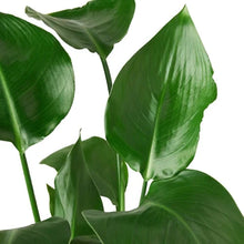 Load image into Gallery viewer, White Bird of Paradise 'Strelitzia Nicolai'
