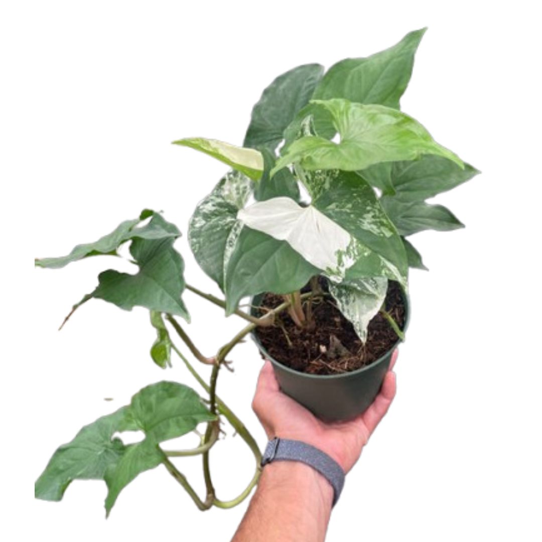 Syngonium 'Albo' - Mickey Hargitay Plants