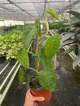 Load image into Gallery viewer, Syngonium 'Ice Frost'