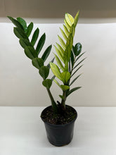 Load image into Gallery viewer, Zamioculcas 'Chameleon'