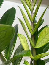 Load image into Gallery viewer, Zamioculcas 'Chameleon'