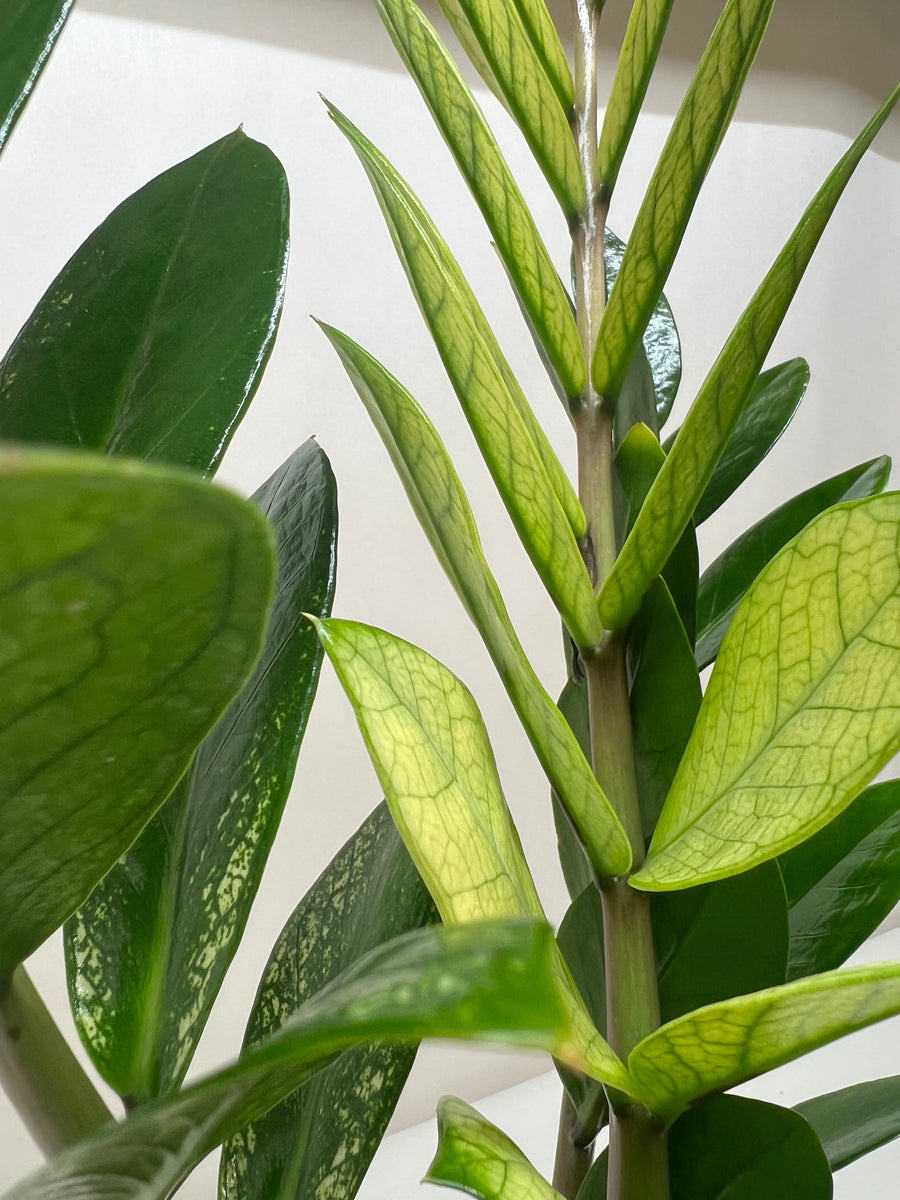 Zamioculcas 'Chameleon' – Mickey Hargitay Plants