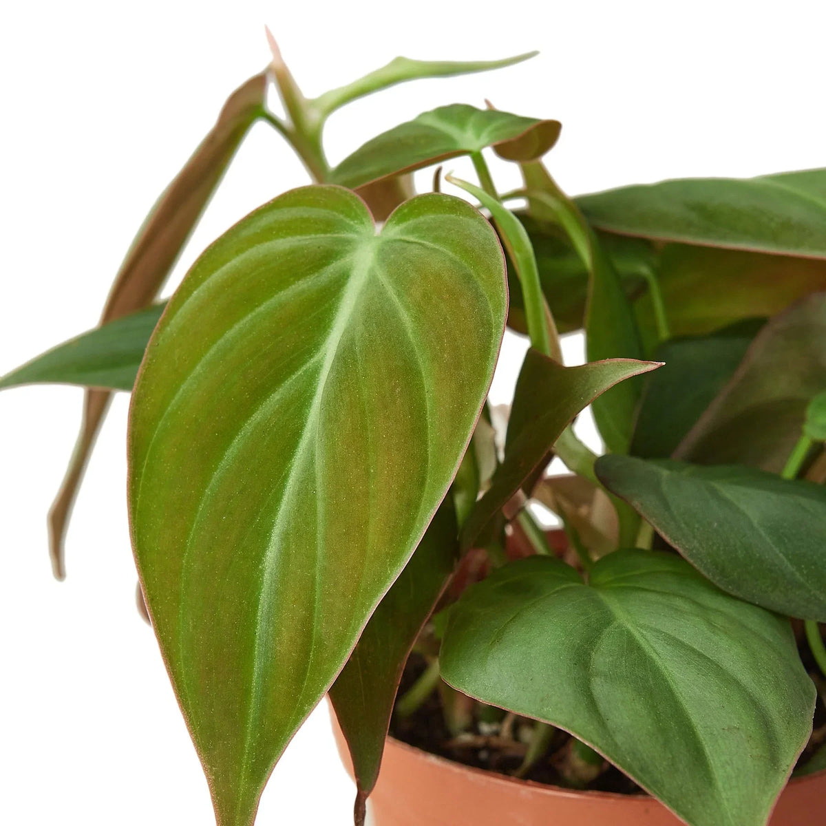 Philodendron 'Velvet' – Mickey Hargitay Plants