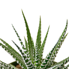 Load image into Gallery viewer, Zebra Succulent
