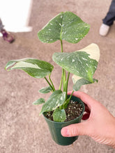 Load image into Gallery viewer, 📬 Monstera 'Thai Constellation'