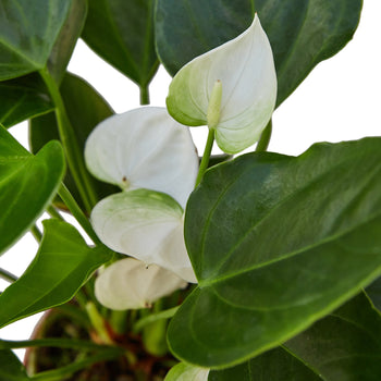 Anthurium 'White'  Mickey Hargitay Plants