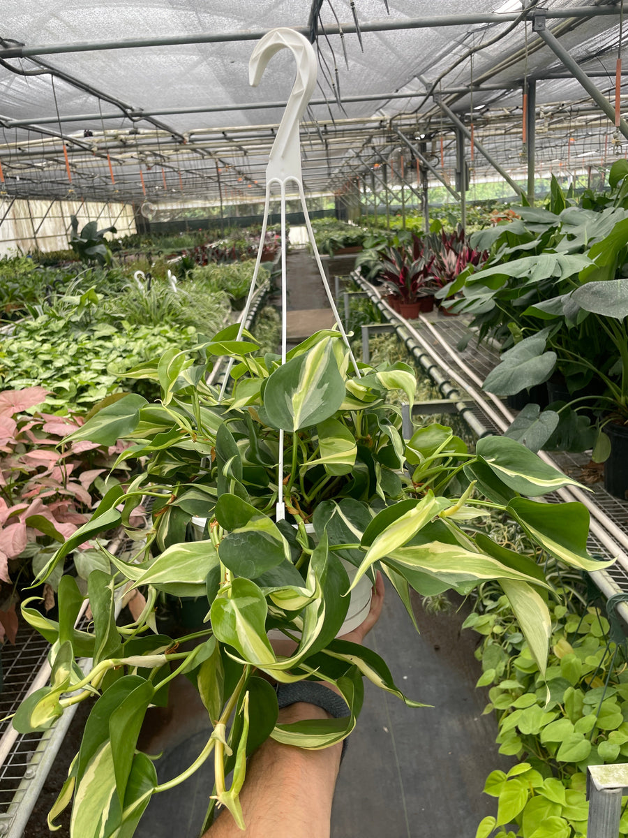 philodendron striped Philodendron hederaceum 'Silver Stripe'