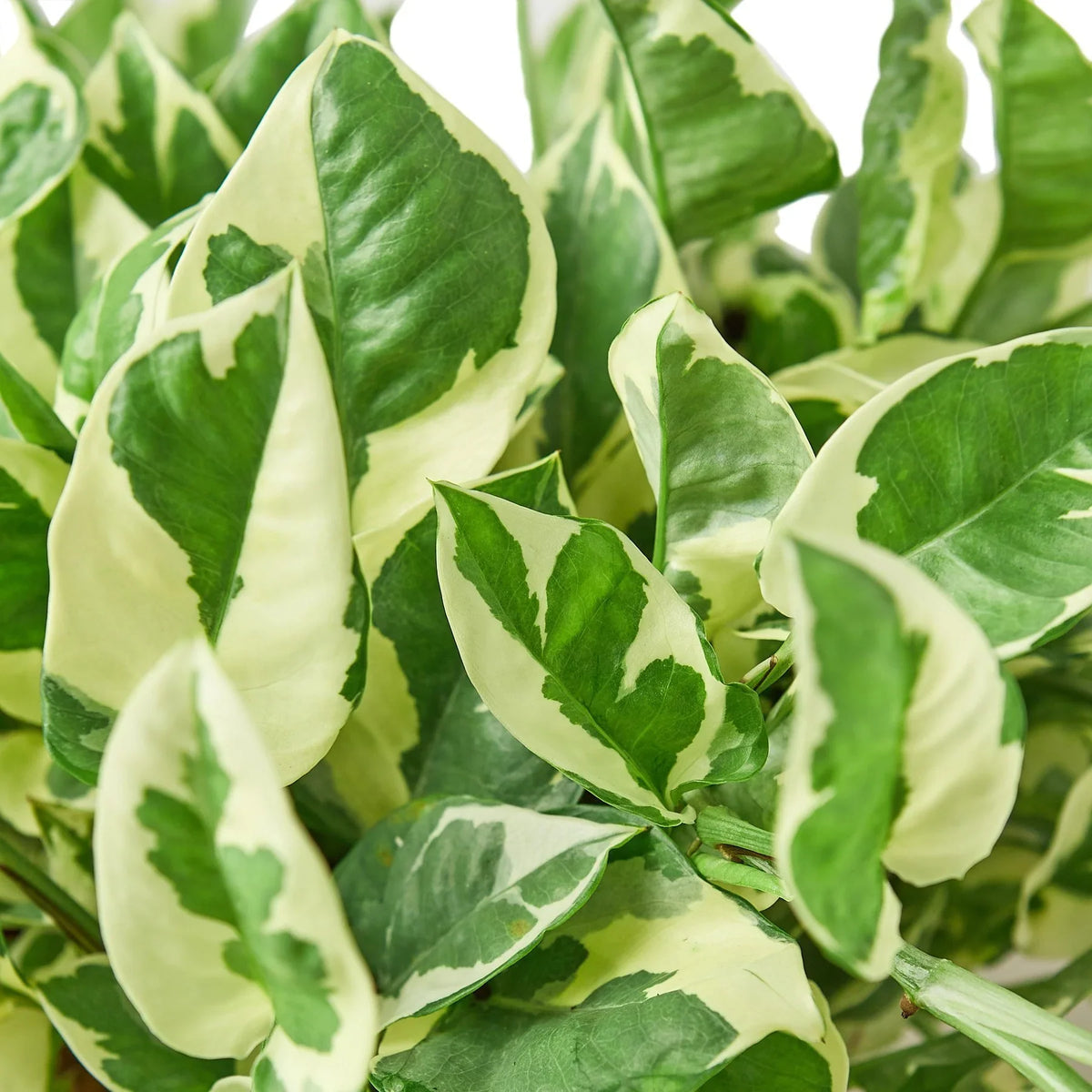 live pothos plant House Plant 4-POTHOS-NJOY N Joy Pothos Plant in 4 in. Pot