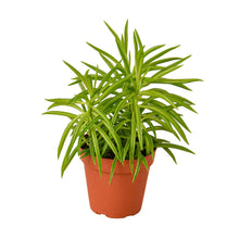Load image into Gallery viewer, Peperomia 'Green Bean'