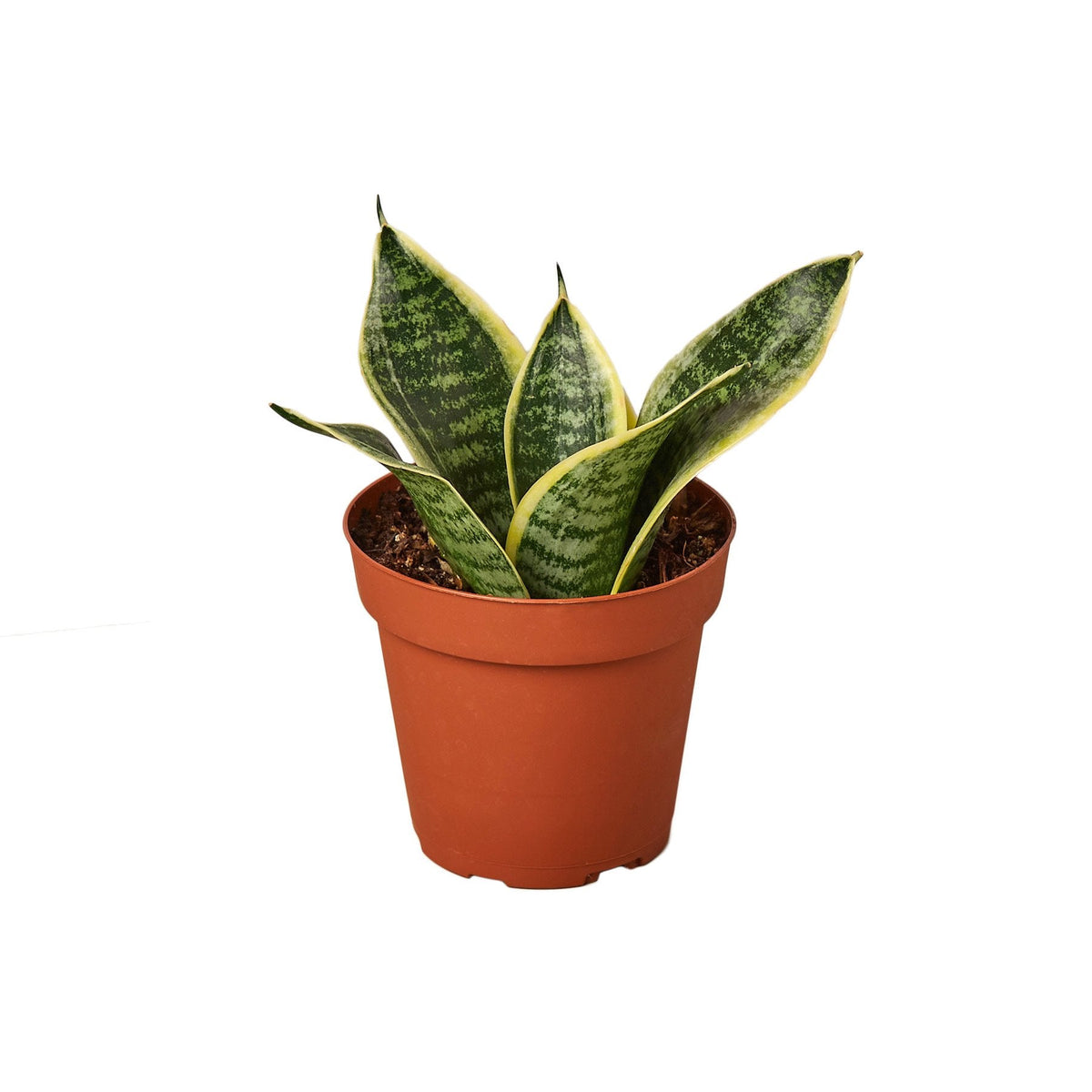 dwarf laurentii snake plant Snake Plant Laurentii Dwarf