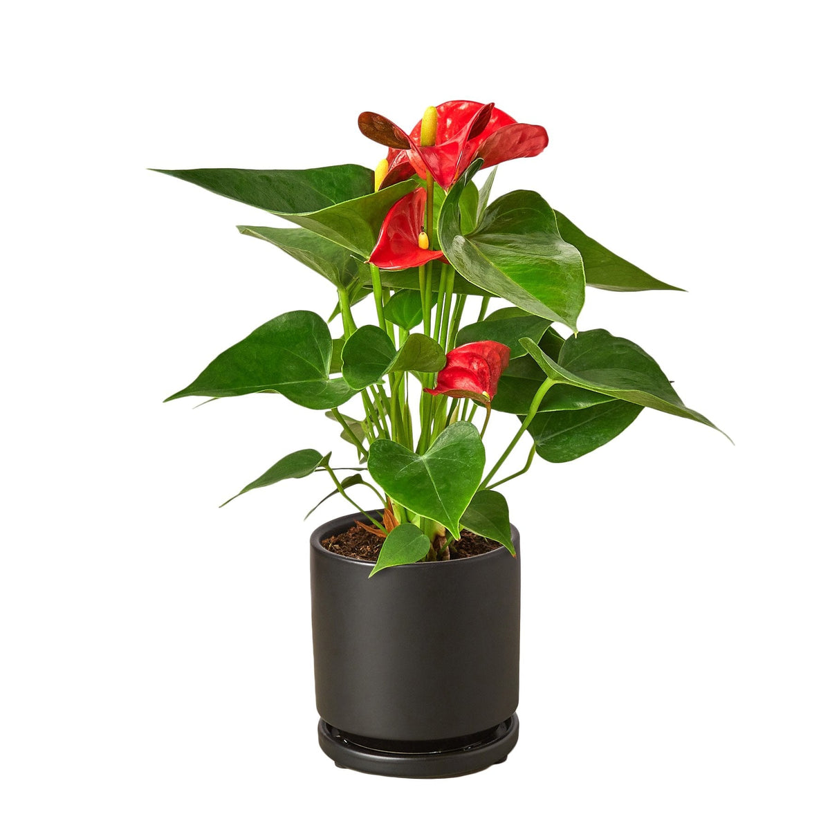Anthurium 'Red' – Mickey Hargitay Plants